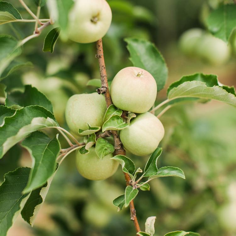 13 Georgia Apple 果园s You Should Visit This 秋天